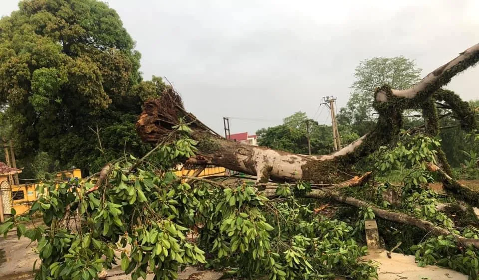 Cao Bằng: Cây đa di sản ở đền vua Lê bị quật đổ