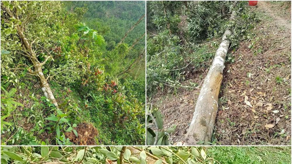 Rừng hồi hơn 50 năm bị lốc “phá” tan tác