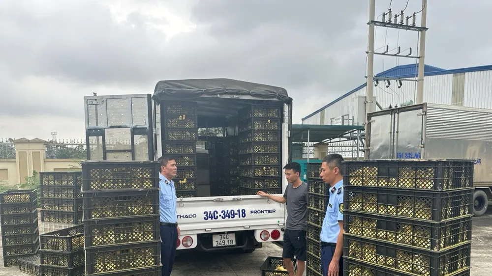 Có dấu hiệu nhập trứng gia cầm… sắp nở để lách luật