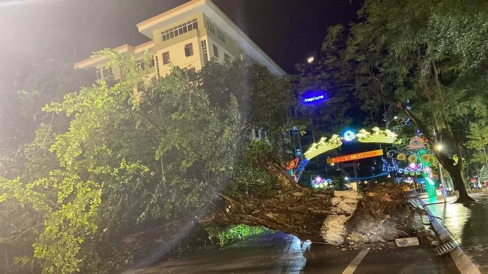 Miền Bắc mưa dông, quật đổ cây đa lớn ở Hà Giang
