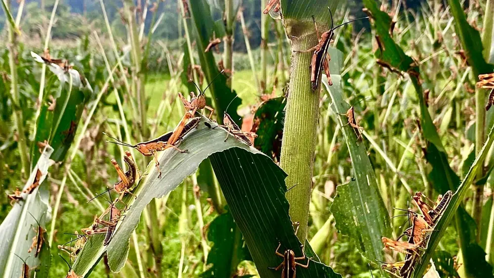Châu chấu tre tràn từ rừng xuống ruộng, tỉnh đầu tiên công bố dịch