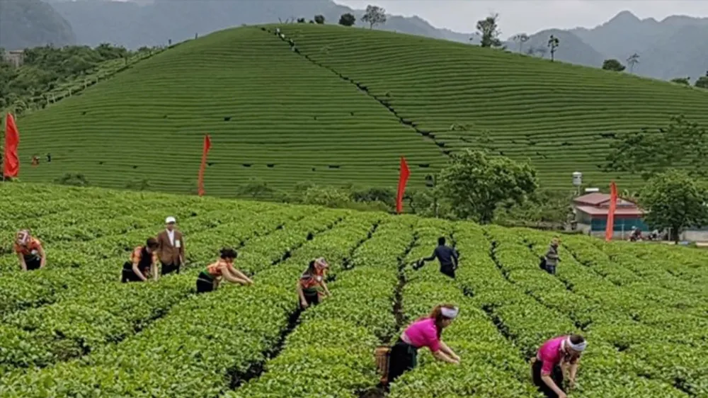 Chè Việt Nam tìm lối ra trước “bẫy giá rẻ” của thị trường quốc tế 
