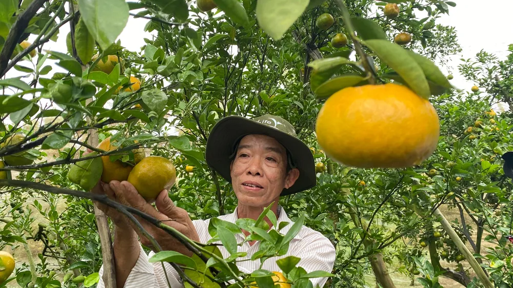 Làm gì để trái cây xuất khẩu qua được cảng đến?