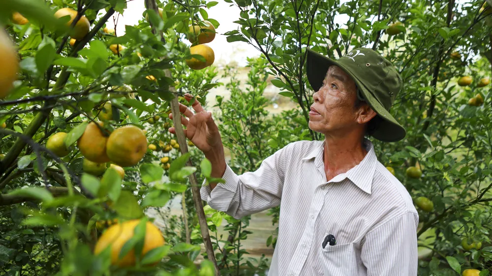 Sơ kết 3 năm hợp tác công - tư, sử dụng thuốc bảo vệ thực vật có trách nhiệm