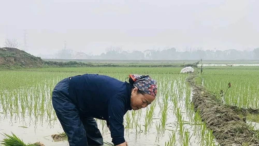 Miền Bắc mưa phùn kèm nồm ẩm, miền Nam mưa trái mùa