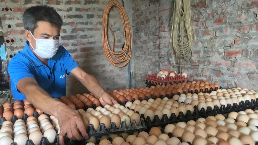 Giá trứng gia cầm lao dốc