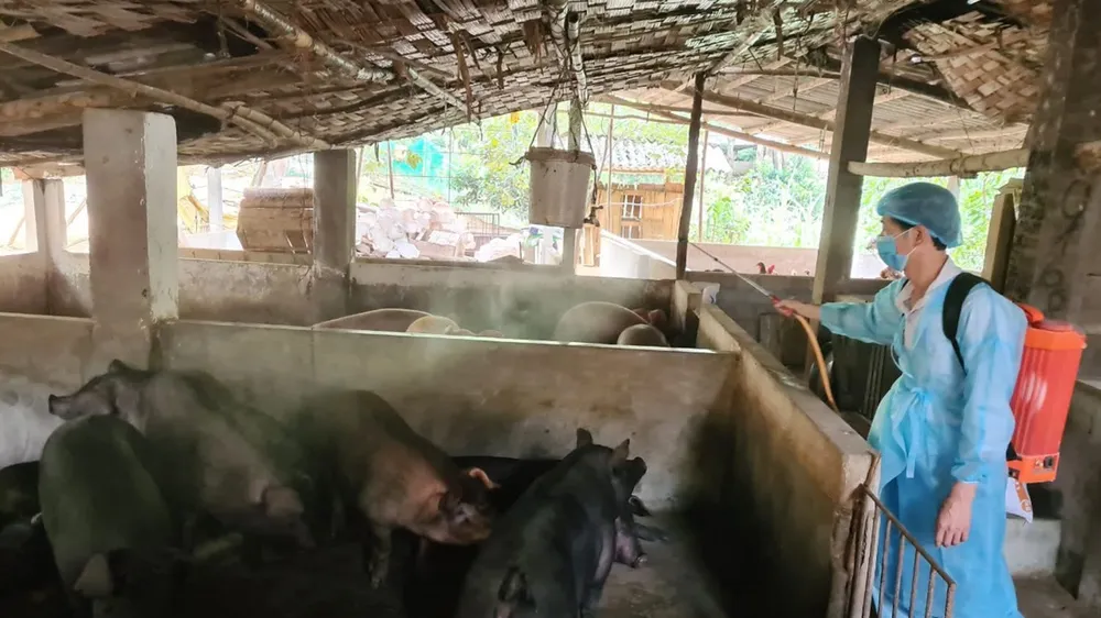 33/34 tỉnh, thành có dịch, tiêu hủy hơn 100.000 con heo