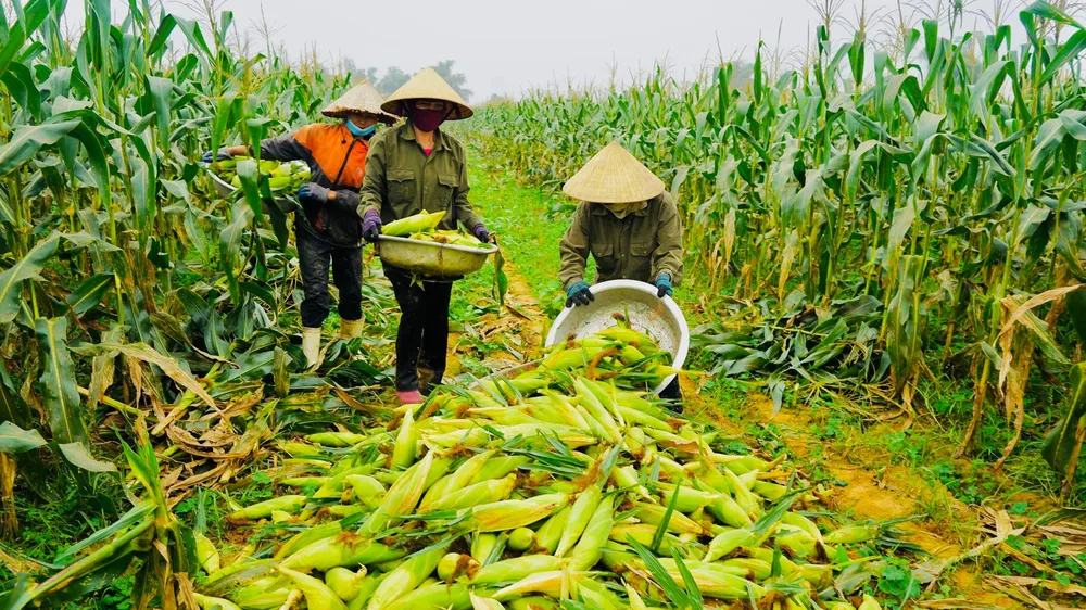 Đề nghị gỡ thuế VAT cho nguyên liệu và sản phẩm chăn nuôi