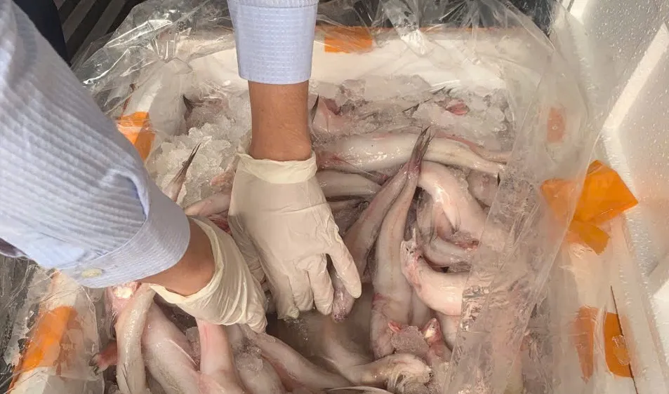 Cơ quan quản lý thị trường thông tin về gần 10 tấn cá khoai tẩm ướp chất cấm