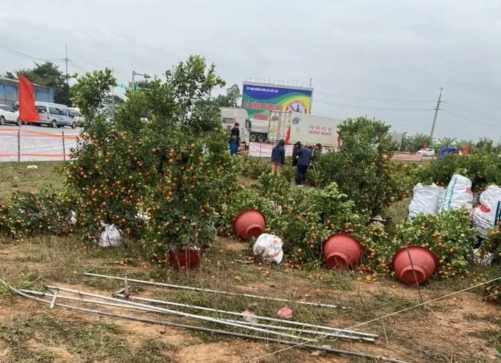 Miền Bắc: Mưa rét diện rộng, người buôn hoa kiểng tết bị thiệt hại
