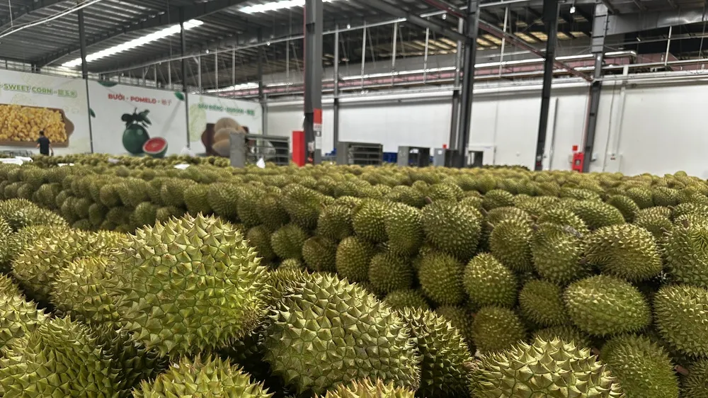 Bộ Nông nghiệp và Môi trường đề xuất rút ngắn thời gian cấp mã số vùng trồng