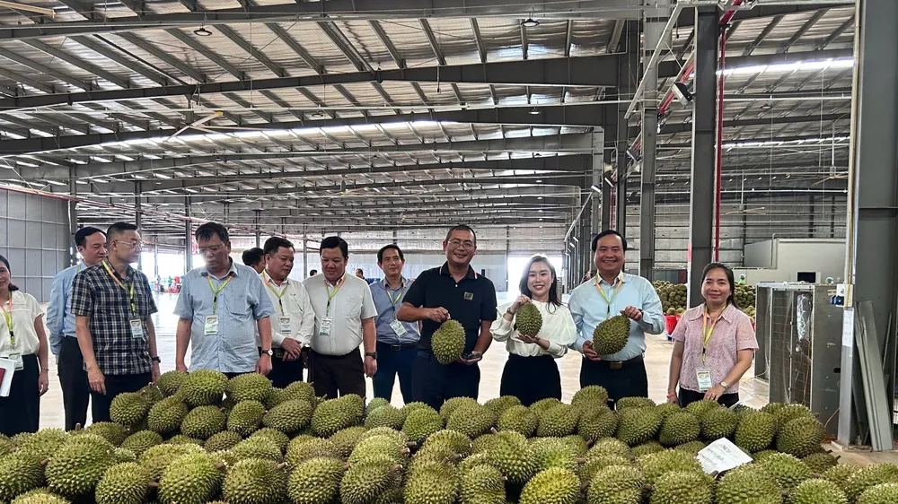 Đoàn công tác của Bộ Nông nghiệp và Môi trường tham quan, kiểm tra tại một cơ sở thu gom sầu riêng xuất khẩu tại tỉnh Đắk Lắk. Ảnh: VĂN GIANG