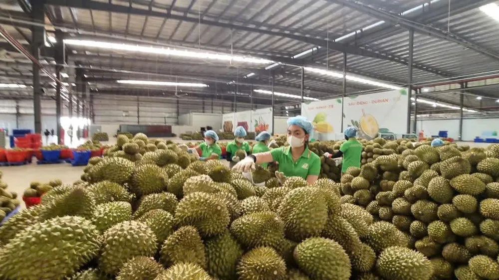 Thu gom sầu riêng xuất khẩu tại tỉnh Đắk Lắk. Ảnh: VĂN GIANG