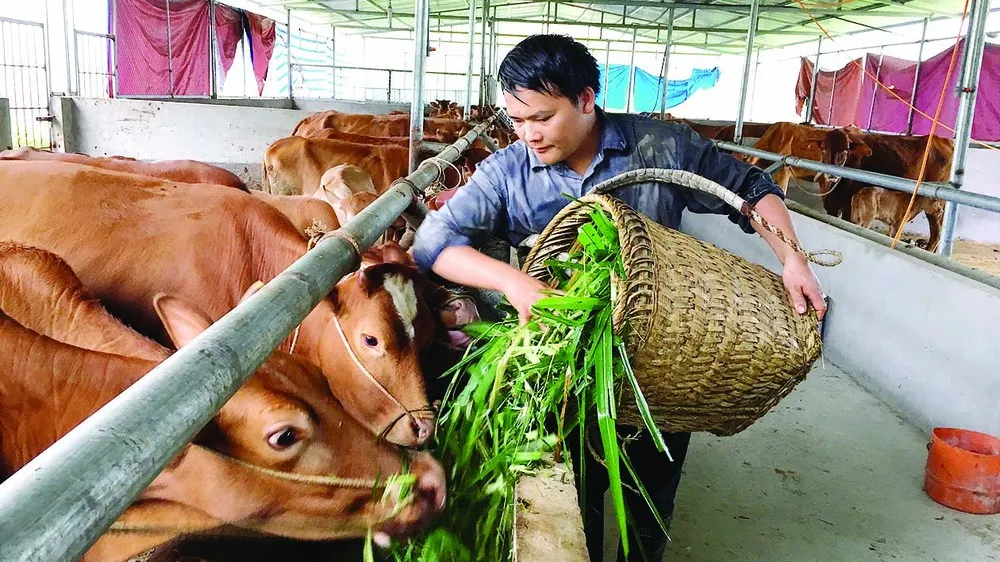 Phát triển thương hiệu quốc gia đối với bò H’Mông 