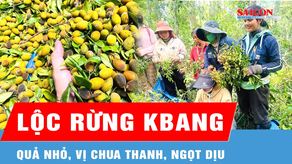 Mùa thu hoạch loại quả được giới yêu ẩm thực săn đón