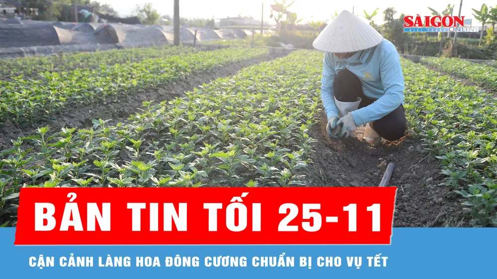 Bản tin tối 25-11: Cận cảnh làng hoa Đông Cương chuẩn bị cho vụ tết 