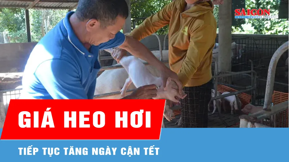 Cận tết, giá heo hơi tiếp tục tăng