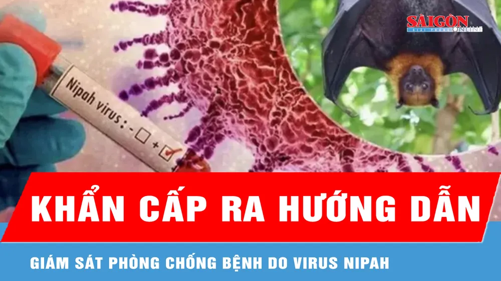 Giáp tết, Bộ Y tế khẩn cấp ra hướng dẫn giám sát phòng chống bệnh do virus Nipah 