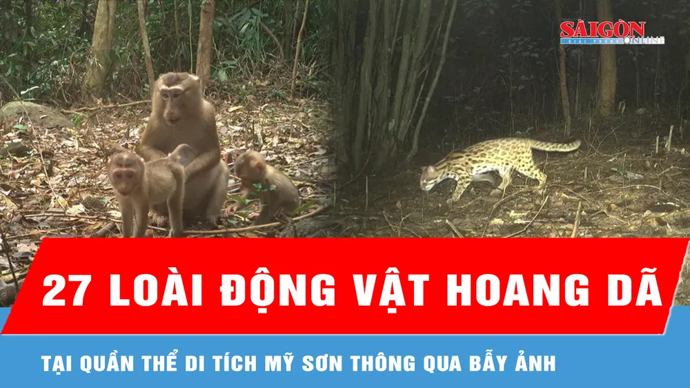 Ghi nhận 27 loài động vật hoang dã tại quần thể di tích Mỹ Sơn thông qua bẫy ảnh