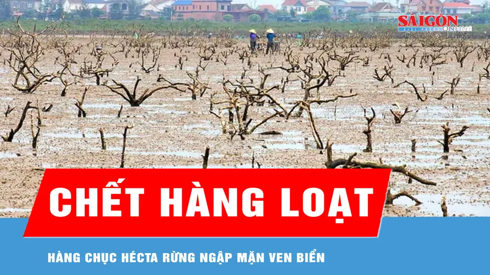Nỗi lo rừng ngập mặn chết hàng loạt