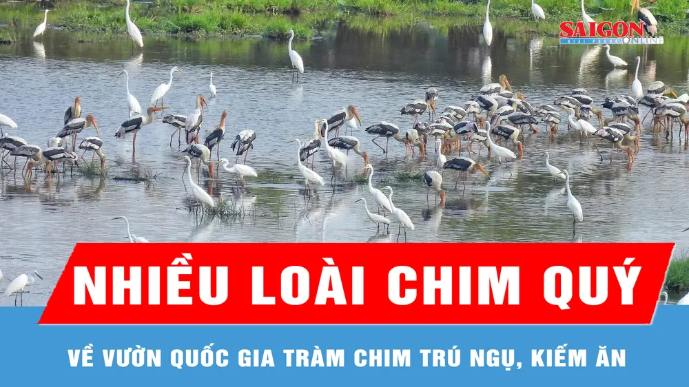 Nhiều loài chim quý về Vườn quốc gia Tràm Chim trú ngụ, kiếm ăn