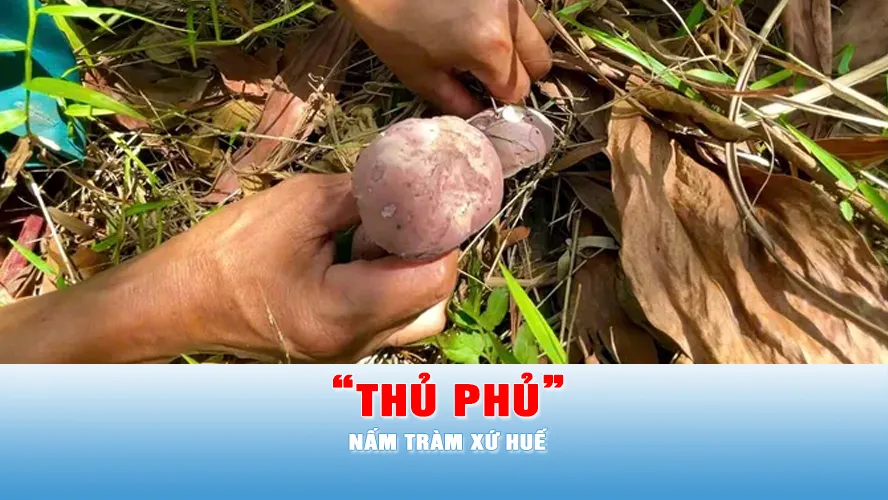 Podcast tin chiều 9-5: Lạc vào “thủ phủ” nấm tràm xứ Huế 