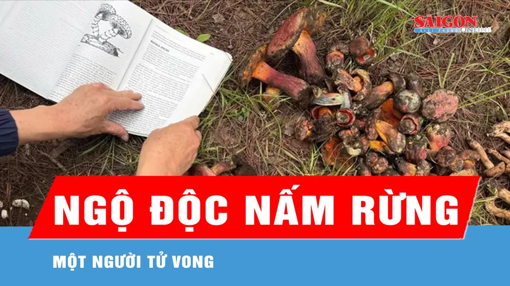 Lâm Đồng: Một người tử vong do ngộ độc nấm rừng