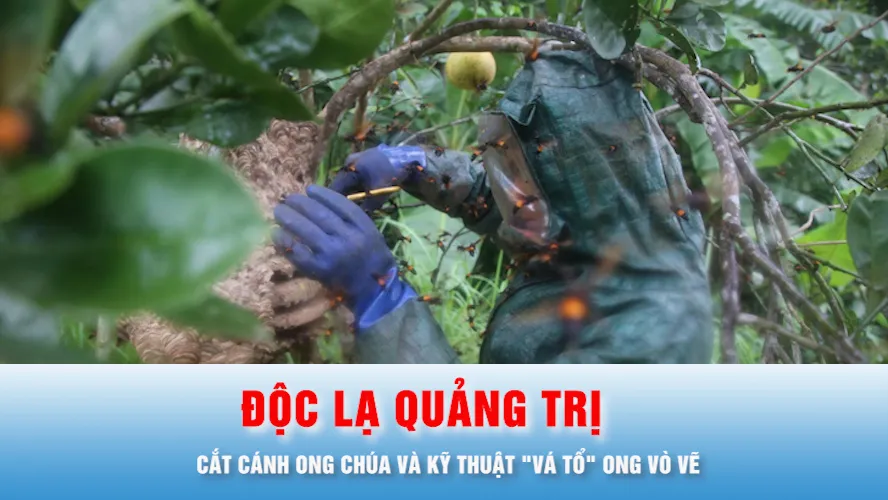 Podcast bản tin trưa 10-8: Độc lạ Quảng Trị: Cắt cánh ong chúa và kỹ thuật "vá tổ" ong vò vẽ