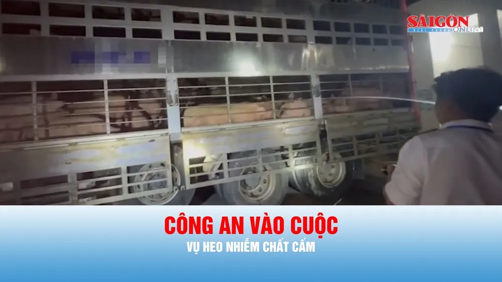 Podcast bản tin trưa 12-8: Nhiều cơ sở thu mua trộn chất cấm vào cám để tăng trọng cho heo 