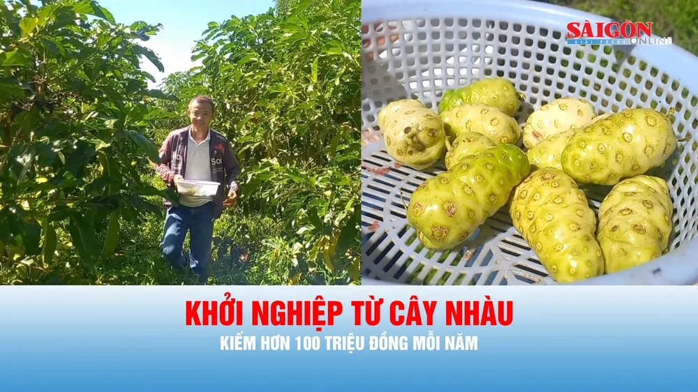 Podcast bản tin trưa 13-8: Khởi nghiệp từ cây nhàu mọc hoang