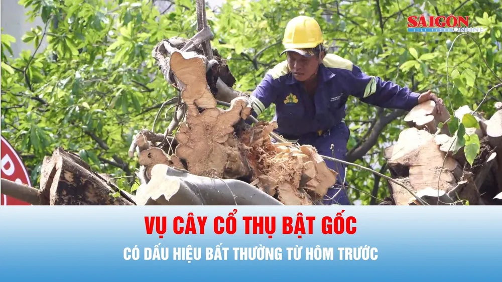 Podcast tin thời sự ngày 7-10: Vụ cây cổ thụ bật gốc, đã có dấu hiệu bất thường từ trước