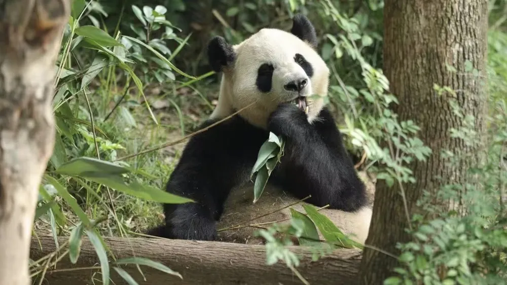 Gấu trúc Bình Bình. Ảnh: GLOBAL TIMES