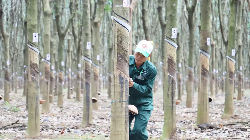 240 công nhân 3 nước Đông Dương dự “Hội thi Bàn tay vàng thu hoạch mủ cao su”