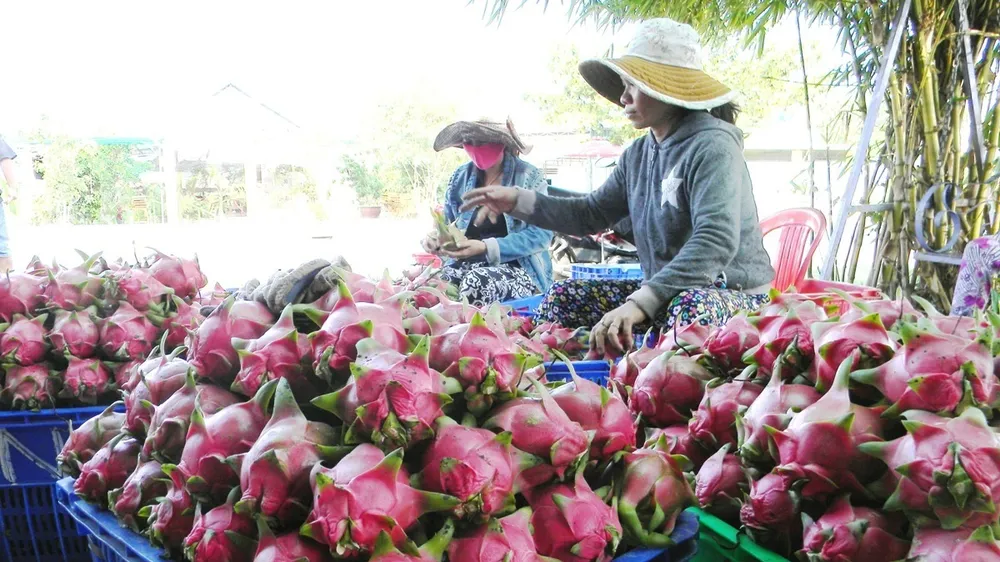 Nhiều thương lái người Trung Quốc đến Bình Thuận thu mua nông sản trái phép (Ảnh minh họa)