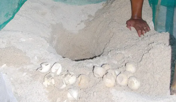 24 tình nguyện viên tham gia bảo tồn rùa biển ở đảo Hòn Cau