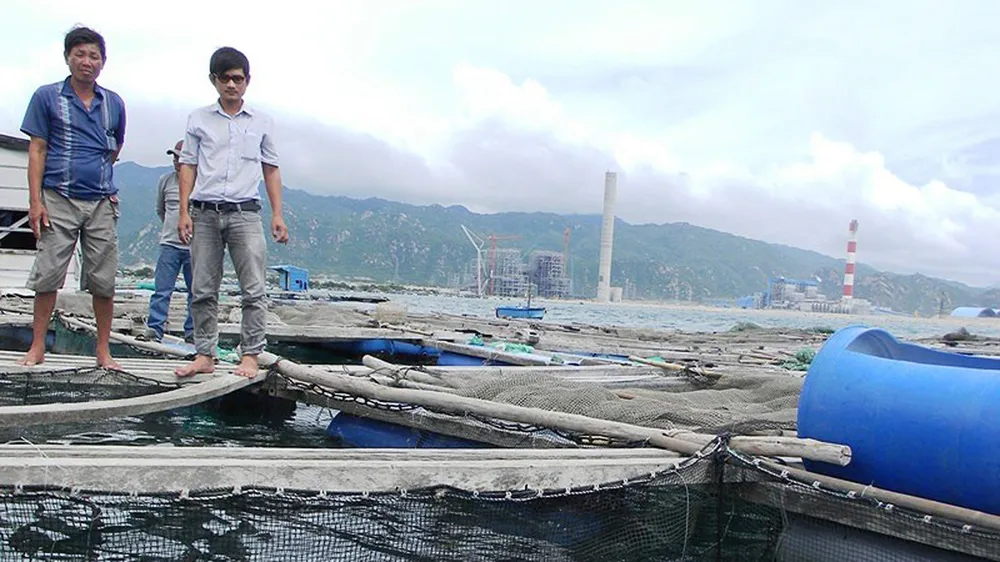 Tình trạng cá nuôi lồng bè gần Nhiệt điện Vĩnh Tân bị chết đã từng nhiều lần xảy ra.