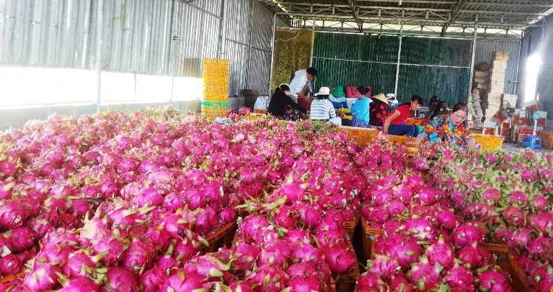 Một vựa thu mua thanh long ở Bình Thuận.