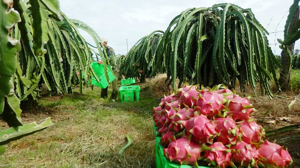 Với mức giá ổn định, người trồng thanh long ở Bình Thuận thu lời từ 40-50 triệu đồng/ha
