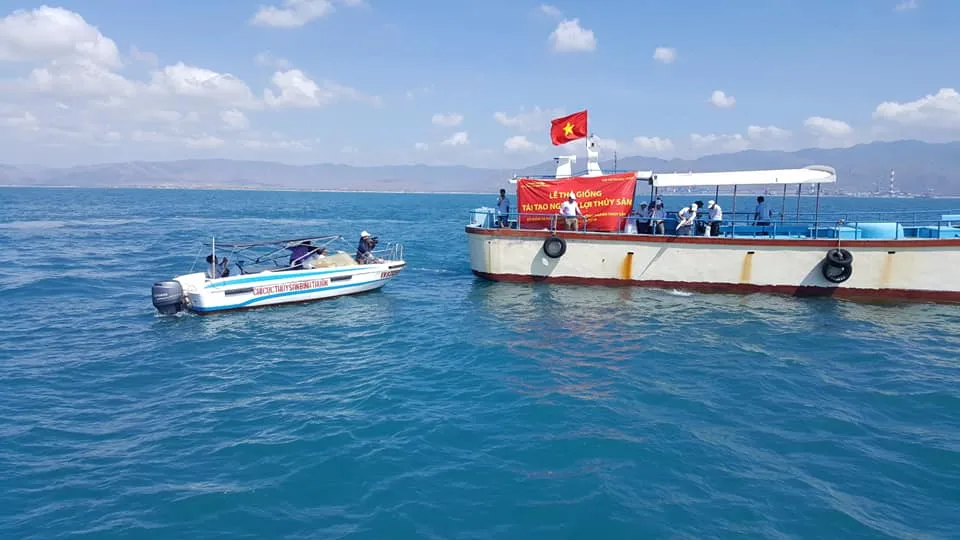 Hàng trăm ngàn con tôm sú, ốc hương, cá bớp giống đã được thả xuống biển Bình Thuận.