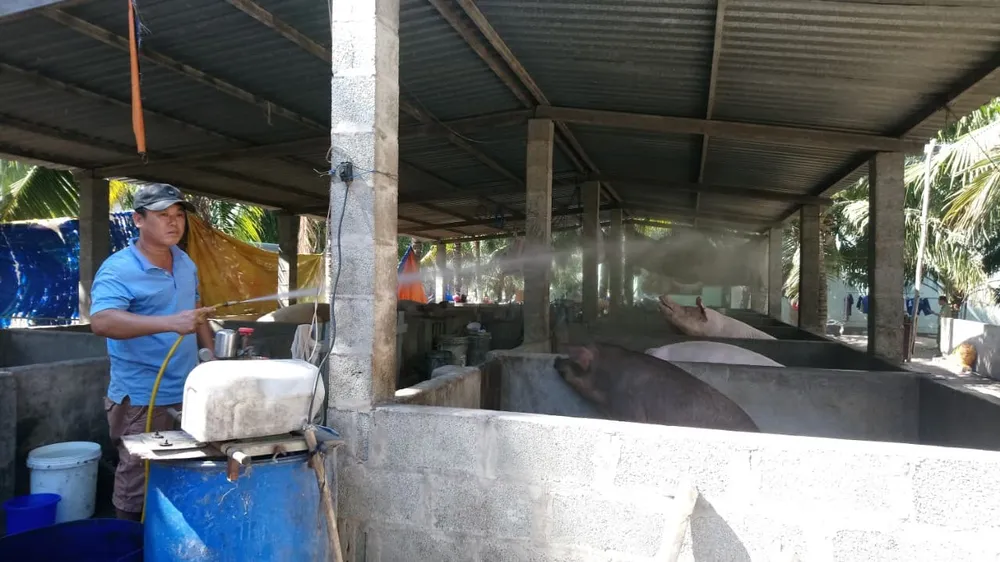 Tỉnh Bình Thuận chính thức ghi nhận có dịch tả heo châu Phi