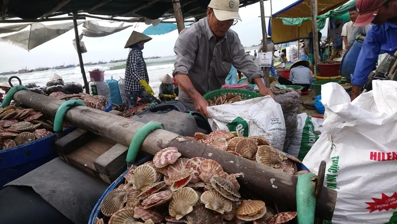 Trúng mùa sò điệp nhưng giá lại rất rẻ.
