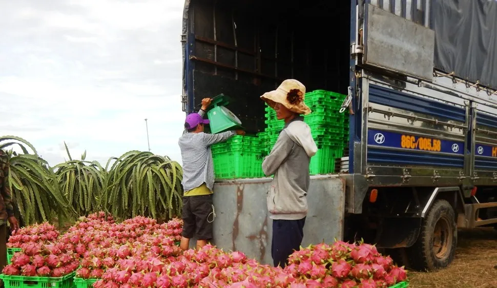 Giá trái thanh long ở Bình Thuận đang "lao dốc", người dân thu lỗ nặng.