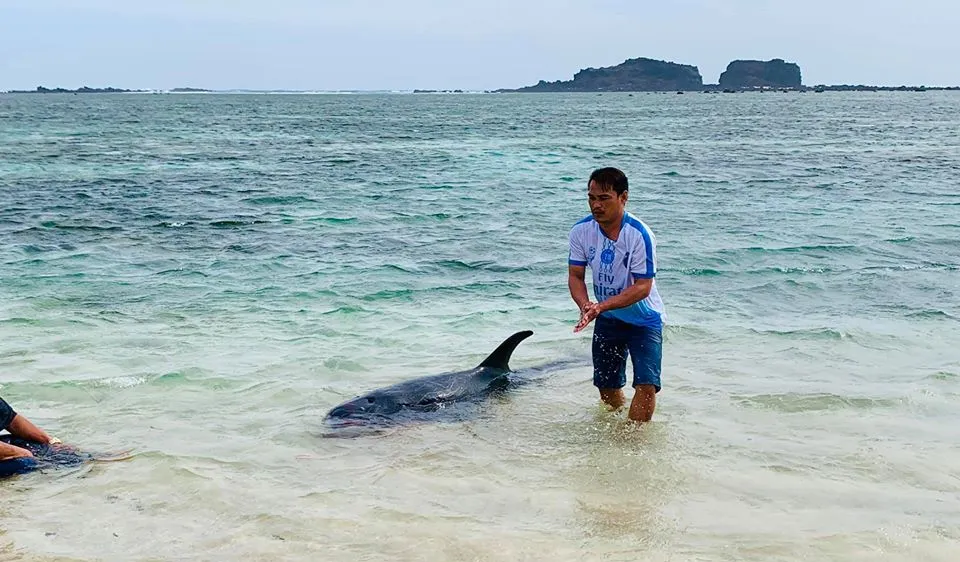 Con cá voi nặng trên 100kg không chịu bơi ra biển mà quay vào bờ nằm chờ chết