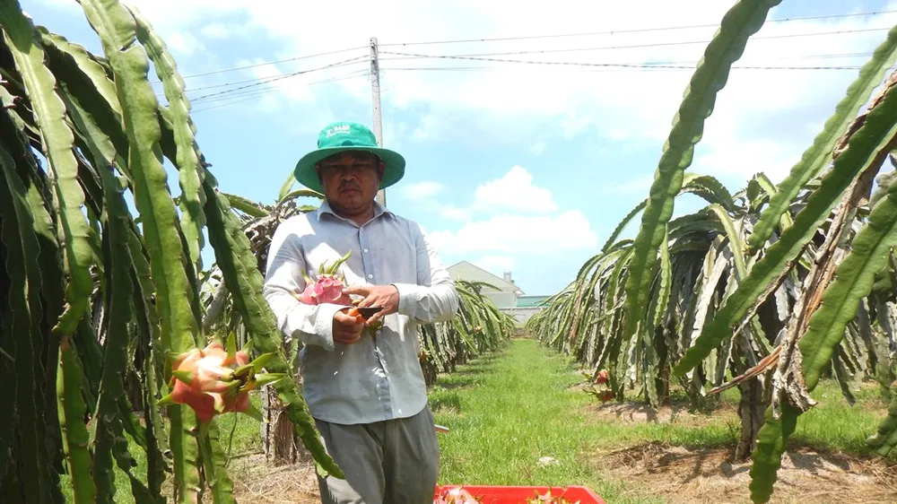 Thanh long tăng giá nhưng người nông dân Bình Thuận mừng ít, lo nhiều.