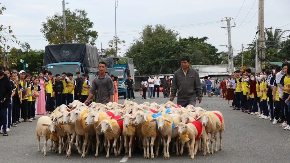 Đàn cừu "xinh đẹp" diễu hành trên phố