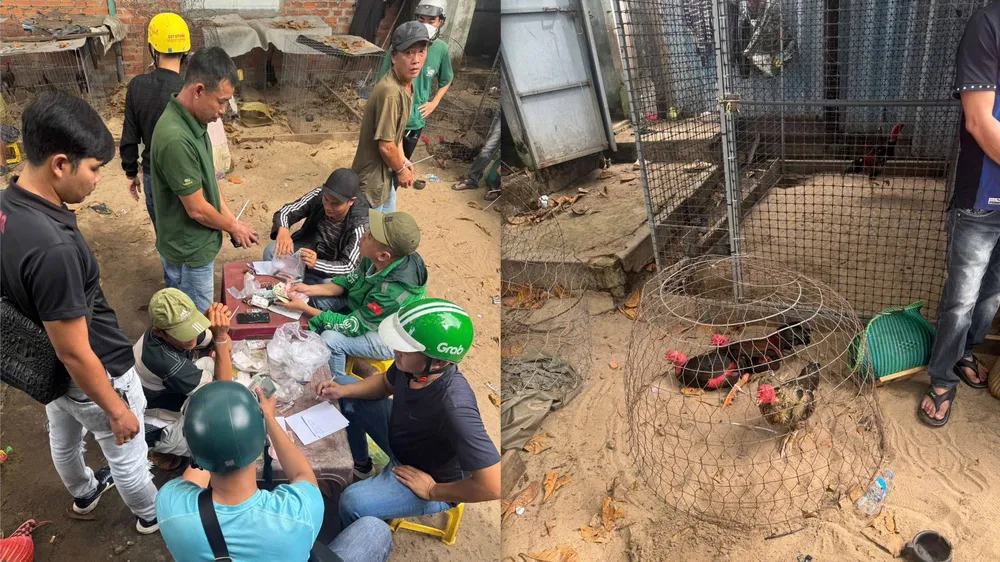 Lực lượng chức năng làm việc với các đối tượng tham gia đá gà ăn tiền