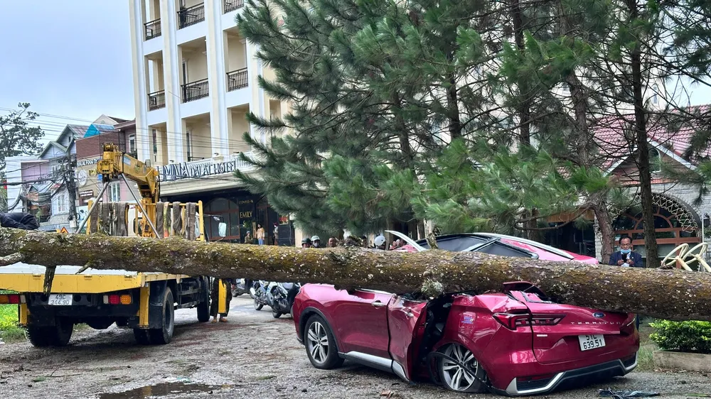 Cây xanh ngã đổ đè bẹp dúm chiếc ô tô tại phường Xuân Hương - Đà Lạt (Lâm Đồng)