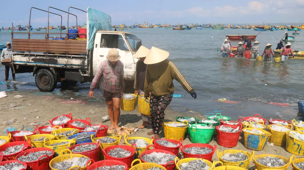 Ngư dân Mũi Né (tỉnh Lâm Đồng) trúng đậm cá cơm sọc than