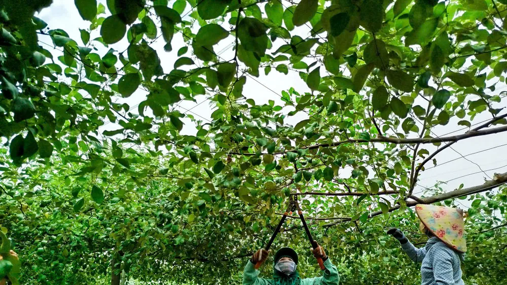 Những vườn táo xanh ngát, trĩu quả tại xã Tuy Phong