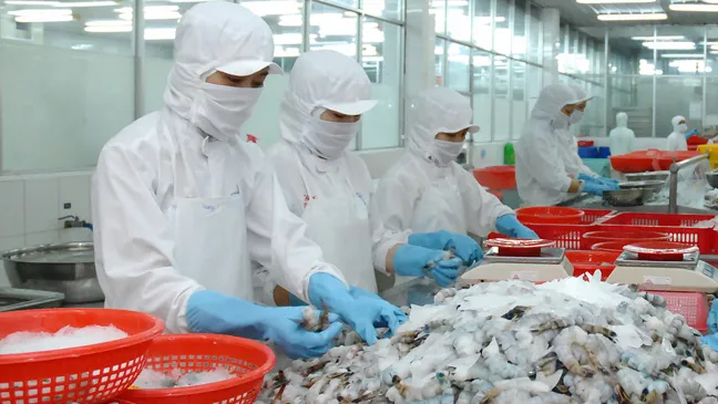 Chế biến tôm xuất khẩu tại Công ty cổ phần Thủy sản số 1. Ảnh: Cao Thăng